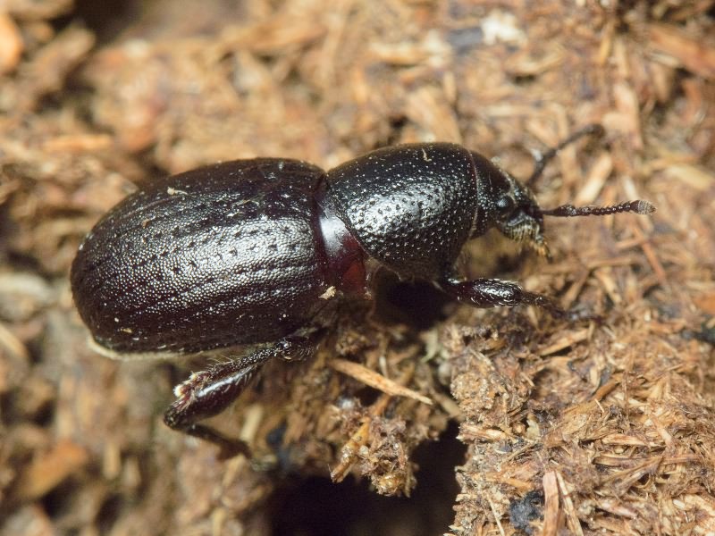 Psallidium maxillosum (Fabricius, 1792)